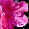 Pink Formosa Azalea - 6 Pack Of 1 Gallon Pots 2 Pink Formosa Azalea - 6 Pack Of 1 Gallon Pots -Wilson Bros Garden azalea pink formosa 5 1