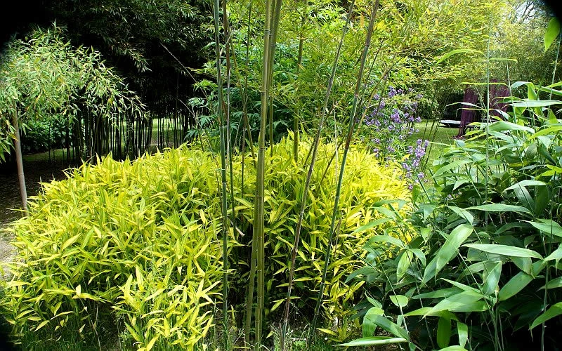 Dwarf Golden Leaf Bamboo - Pleioblastus Viridistriatus 'Chrysophyllus' - 1 Gallon Pot 6 Dwarf Golden Leaf Bamboo - Pleioblastus Viridistriatus 'Chrysophyllus' - 1 Gallon Pot - Image 4