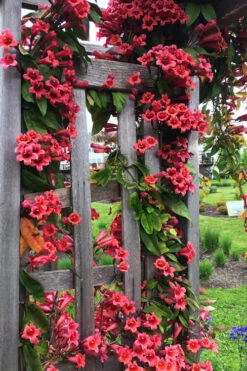 Dragon Lady Red Crossvine (Bignonia Capreolata) - 3 Gallon Pot 18 Dragon Lady Red Crossvine (Bignonia Capreolata) - 3 Gallon Pot -Wilson Bros Garden bignonia capreolata dragon lady red crossvine 12