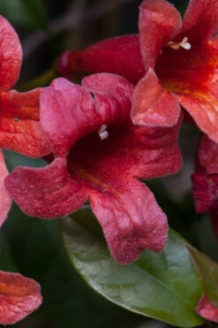 Dragon Lady Red Crossvine (Bignonia Capreolata) - 3 Gallon Pot 21 Dragon Lady Red Crossvine (Bignonia Capreolata) - 3 Gallon Pot -Wilson Bros Garden bignonia capreolata dragon lady red crossvine 13