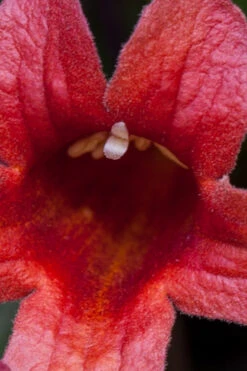 Dragon Lady Red Crossvine (Bignonia Capreolata) - 3 Gallon Pot 20 Dragon Lady Red Crossvine (Bignonia Capreolata) - 3 Gallon Pot -Wilson Bros Garden bignonia capreolata dragon lady red crossvine 14