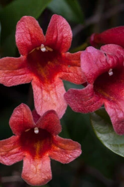Dragon Lady Red Crossvine (Bignonia Capreolata) - 3 Gallon Pot 19 Dragon Lady Red Crossvine (Bignonia Capreolata) - 3 Gallon Pot -Wilson Bros Garden bignonia capreolata dragon lady red crossvine 16