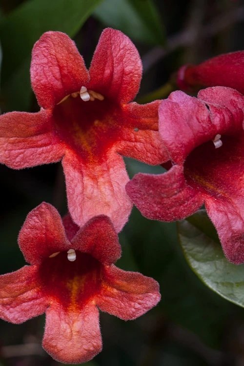 Dragon Lady Red Crossvine (Bignonia Capreolata) - 3 Gallon Pot 10 Dragon Lady Red Crossvine (Bignonia Capreolata) - 3 Gallon Pot - Image 8
