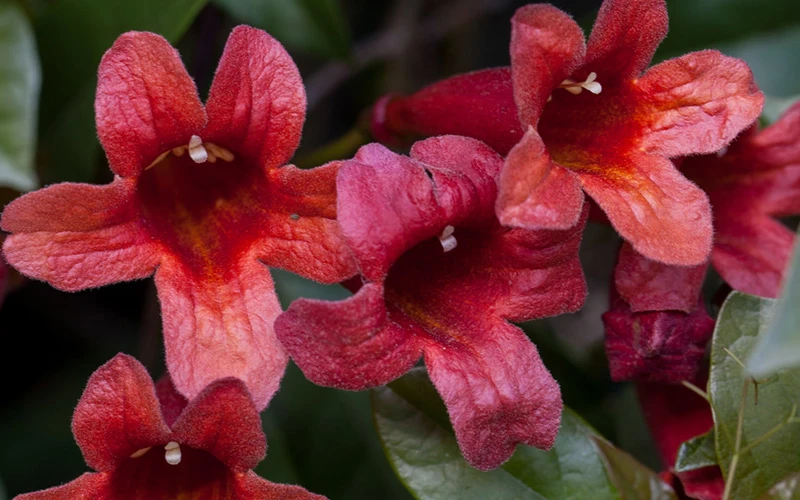 Dragon Lady Red Crossvine (Bignonia Capreolata) - 3 Gallon Pot 8 Dragon Lady Red Crossvine (Bignonia Capreolata) - 3 Gallon Pot - Image 6