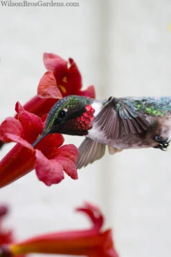 Dragon Lady Red Crossvine (Bignonia Capreolata) - 3 Gallon Pot