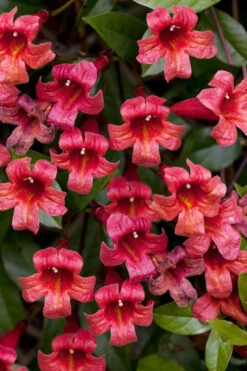 Dragon Lady Red Crossvine (Bignonia Capreolata) - 3 Gallon Pot 15 Dragon Lady Red Crossvine (Bignonia Capreolata) - 3 Gallon Pot -Wilson Bros Garden bignonia capreolata dragon lady red crossvine 2