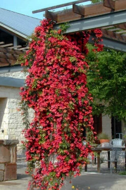 Dragon Lady Red Crossvine (Bignonia Capreolata) - 3 Gallon Pot 16 Dragon Lady Red Crossvine (Bignonia Capreolata) - 3 Gallon Pot -Wilson Bros Garden bignonia capreolata dragon lady red crossvine 4