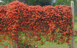 Tangerine Beauty Crossvine Bignonia - 3 Gallon Pot -Wilson Bros Garden bignonia capreolata tangerine beauty crossvine 101