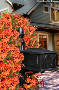 Tangerine Beauty Crossvine Bignonia - 1 Gallon Pot 20 Tangerine Beauty Crossvine Bignonia - 1 Gallon Pot -Wilson Bros Garden bignonia capreolata tangerine beauty crossvine 105