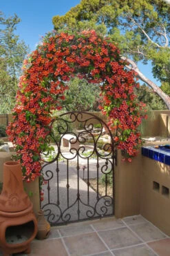 Tangerine Beauty Crossvine Bignonia - 3 Gallon Pot -Wilson Bros Garden bignonia capreolata tangerine beauty crossvine 110
