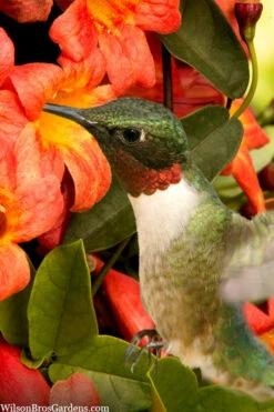 Tangerine Beauty Crossvine Bignonia - 1 Gallon Pot 17 Tangerine Beauty Crossvine Bignonia - 1 Gallon Pot -Wilson Bros Garden bignonia capreolata tangerine beauty crossvine 111 1