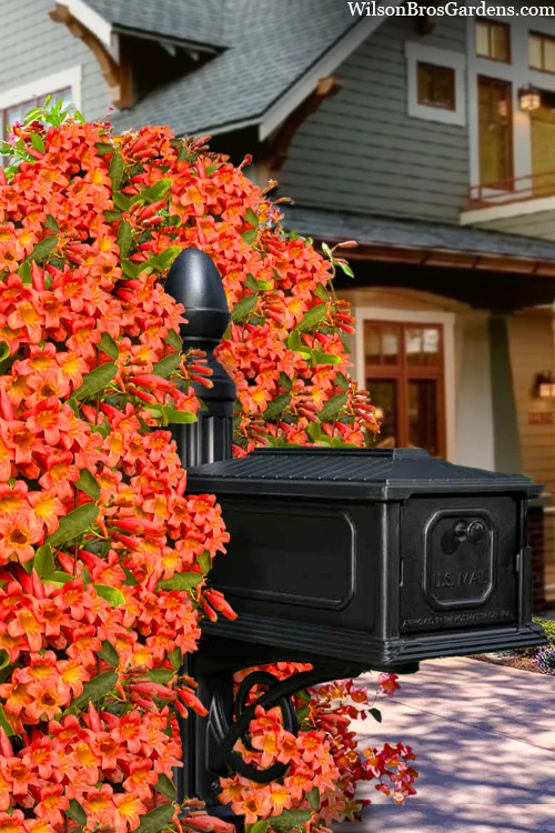 Tangerine Beauty Crossvine Bignonia - 1 Gallon Pot 3 Tangerine Beauty Crossvine Bignonia - 1 Gallon Pot