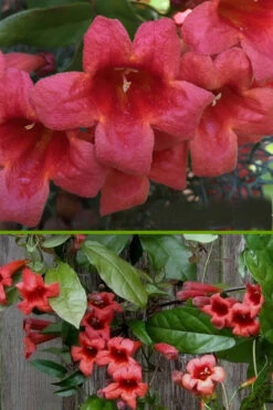 Shalimar Red Crossvine - Bignonia Capreolata - 6 Pack Of 1 Gallon Pots -Wilson Bros Garden bignonia shalimar red crossvine 500x750 3
