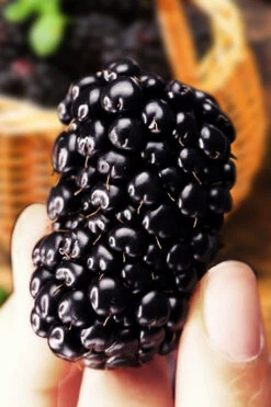 Big Daddy Thornless Blackberry Bush - 2 Gallon Pot -Wilson Bros Garden blackberry bush big daddy 3