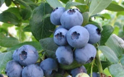 Alapaha Rabbiteye Blueberry - 1 Gallon Pot -Wilson Bros Garden blueberry alapaha