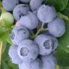 Northern Highbush Blueberry (Vaccinum Corymbosum) - 6 Pack Of 1 Gallon Pots 1 Northern Highbush Blueberry (Vaccinum Corymbosum) - 6 Pack Of 1 Gallon Pots -Wilson Bros Garden blueberry northern highbush 3 800x500 1