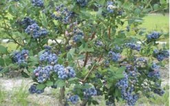Northern Highbush Blueberry (Vaccinum Corymbosum) - 1 Gallon Pot -Wilson Bros Garden blueberry northern20highbush 800x500 2
