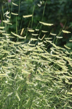 Blue Grama Grass (Bouteloua Gracilis) - 1 Gallon Pot -Wilson Bros Garden bouteloua gracilis blue grama grass 1