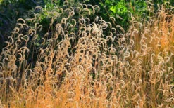 Blue Grama Grass (Bouteloua Gracilis) - 1 Gallon Pot -Wilson Bros Garden bouteloua gracilis blue grama grass 2