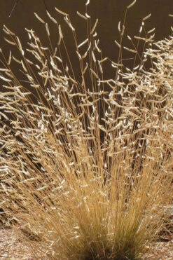 Blue Grama Grass (Bouteloua Gracilis) - 1 Gallon Pot -Wilson Bros Garden bouteloua gracilis blue grama grass 5