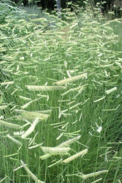 Blue Grama Grass (Bouteloua Gracilis) - 1 Gallon Pot -Wilson Bros Garden bouteloua gracilis blue grama grass 6