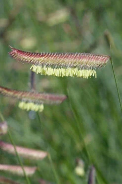 Blue Grama Grass (Bouteloua Gracilis) - 1 Gallon Pot -Wilson Bros Garden bouteloua gracilis blue grama grass 9