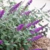 Lo & Behold Blue Chip Junior Butterfly Bush - 5 Pack Of Quart Pots -Wilson Bros Garden buddleia blue chip junior butterfly bush 10 1