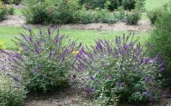Lo & Behold Blue Chip Junior Butterfly Bush - 5 Pack Of Quart Pots -Wilson Bros Garden buddleia blue chip junior butterfly bush 2 1