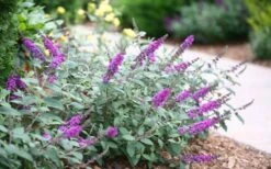 Lo & Behold Blue Chip Junior Butterfly Bush - 5 Pack Of Quart Pots -Wilson Bros Garden buddleia blue chip junior butterfly bush 7 1