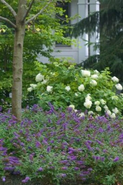 Lo & Behold Blue Chip Junior Butterfly Bush - 5 Pack Of Quart Pots -Wilson Bros Garden buddleia blue chip junior butterfly bush 9 1