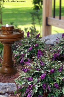 Blueberry Pie Dwarf Butterfly Bush (Buddleia) - 3 Gallon Pot -Wilson Bros Garden buddleia blueberry pie butterfly bush 3