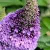 Pugster Amethyst Butterfly Bush - 2 Gallon Pot