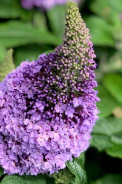 Pugster Amethyst Butterfly Bush - 2 Gallon Pot