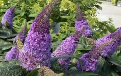 Pugster Amethyst Butterfly Bush - 2 Gallon Pot -Wilson Bros Garden buddleia pugster amethyst butterfly bush 8