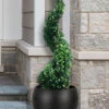 Green Mountain Boxwood Spiral Topiary - 5 Gallon Pot -Wilson Bros Garden buxus green mountain boxwood spiral topiary 100