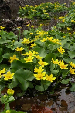 Marsh Marigold Plant (Caltha) - 1 Gallon Pot -Wilson Bros Garden caltha palustris marsh marigold 12