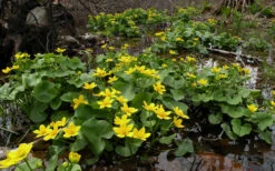 Marsh Marigold Plant (Caltha) - 6 Pack Of 1 Gallon Pots -Wilson Bros Garden caltha palustris marsh marigold 13 1