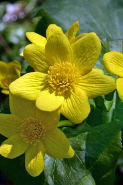 Marsh Marigold Plant (Caltha) - 6 Pack Of 1 Gallon Pots -Wilson Bros Garden caltha palustris marsh marigold 18 1