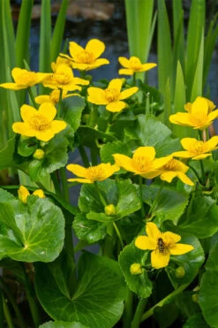 Marsh Marigold Plant (Caltha) - 1 Gallon Pot -Wilson Bros Garden caltha palustris marsh marigold 20