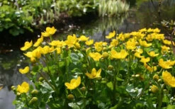 Marsh Marigold Plant (Caltha) - 1 Gallon Pot -Wilson Bros Garden caltha palustris marsh marigold 21