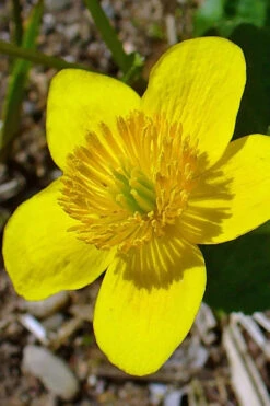Marsh Marigold Plant (Caltha) - 1 Gallon Pot -Wilson Bros Garden caltha palustris marsh marigold 23