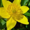 Marsh Marigold Plant (Caltha) - 1 Gallon Pot -Wilson Bros Garden caltha palustris marsh marigold 24