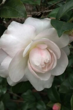 October Magic Dawn Camellia - 2 Gallon Pot