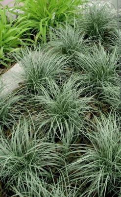 Amazon Mist Carex - 10 Pack Of Quart Pots -Wilson Bros Garden carex amazon mist 1