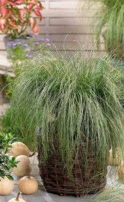Amazon Mist Carex - 10 Pack Of Quart Pots -Wilson Bros Garden carex amazon mist 2