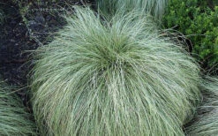 Amazon Mist Carex - 12 Pack Of Quart Pots -Wilson Bros Garden carex amazon mist 4 1