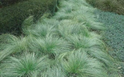 Amazon Mist Carex - 10 Pack Of Quart Pots -Wilson Bros Garden carex amazon mist 5