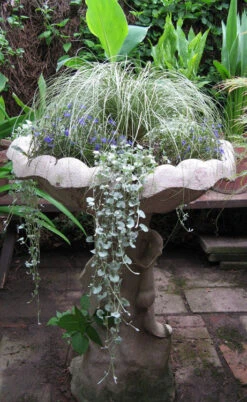 Amazon Mist Carex - 12 Pack Of Quart Pots