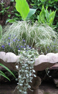 Amazon Mist Carex - 12 Pack Of Quart Pots -Wilson Bros Garden carex amazon mist 8 1