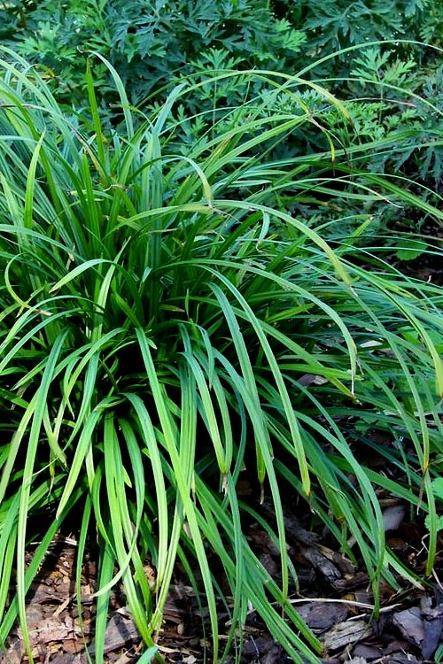 Creek Sedge (Carex Amphibola) - 1 Gallon Pot 6 Creek Sedge (Carex Amphibola) - 1 Gallon Pot - Image 4